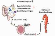 نقش محافظتی باکتری Flavonifractor plautii در برابر افزایش سفتی شریانی 